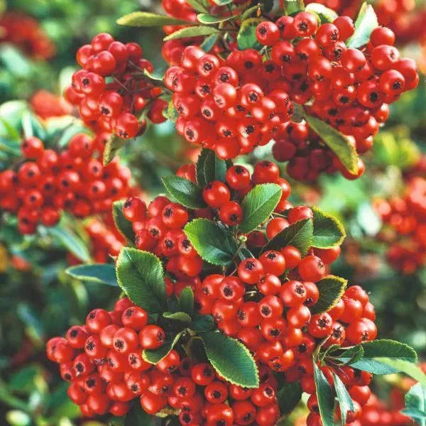 World Botanics Pyracantha Red Column struik 9 cm pot