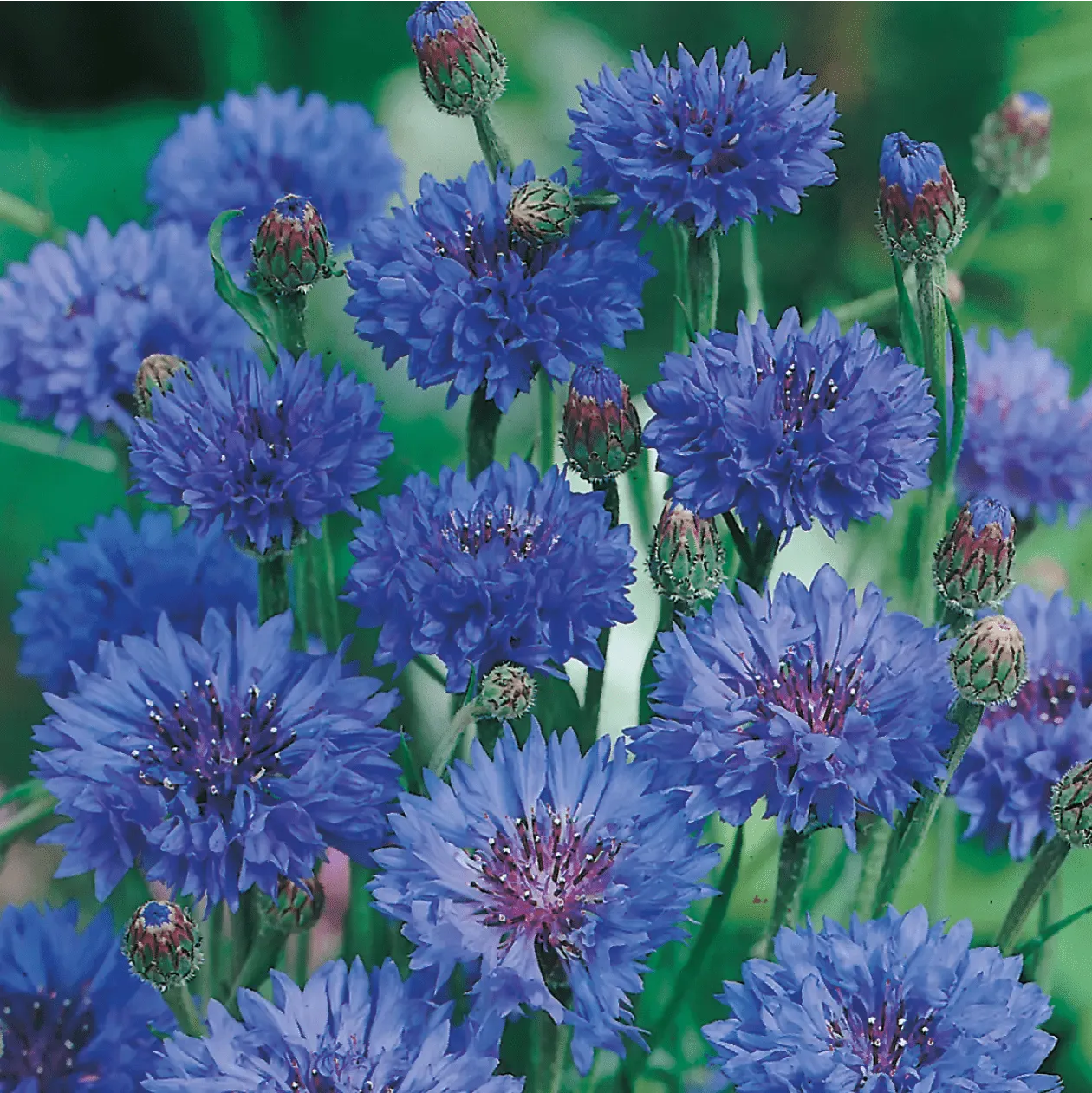 World Botanics Midget Blue korenbloem zaden dwerg