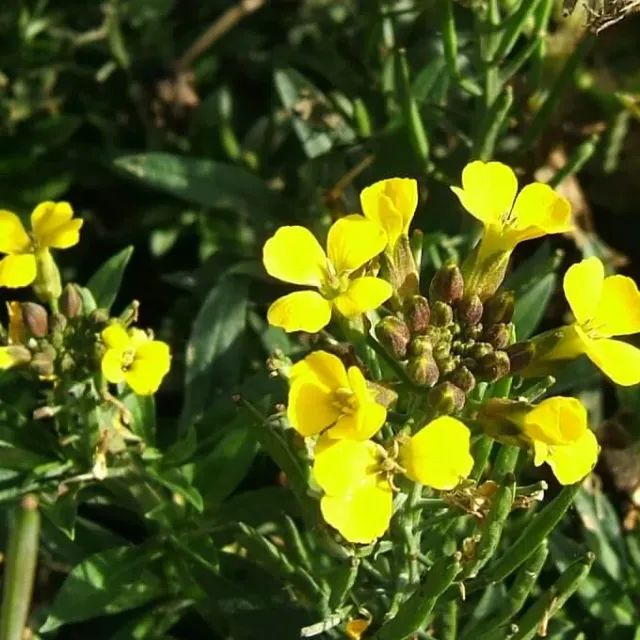 MediGran Erysimum cheirii Muurbloem zaden onbespoten