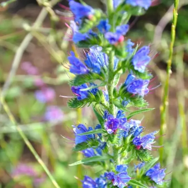 MediGran Echium vulgare Slangenkruid zaden onbespoten