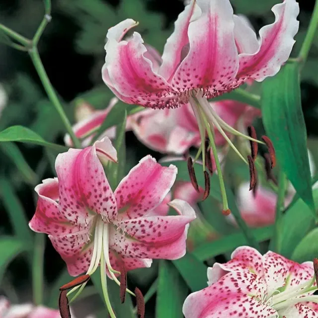 World Botanics Lilium speciosum rubrum lelie bollen roze geurend