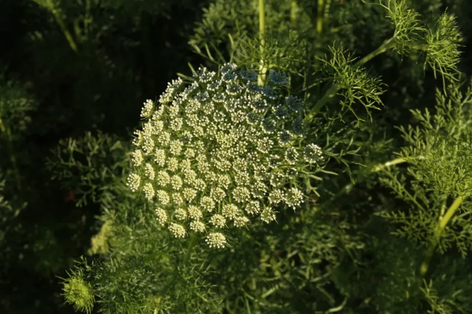 Vitale Rassen Fijn akkerscherm zaden onbespoten