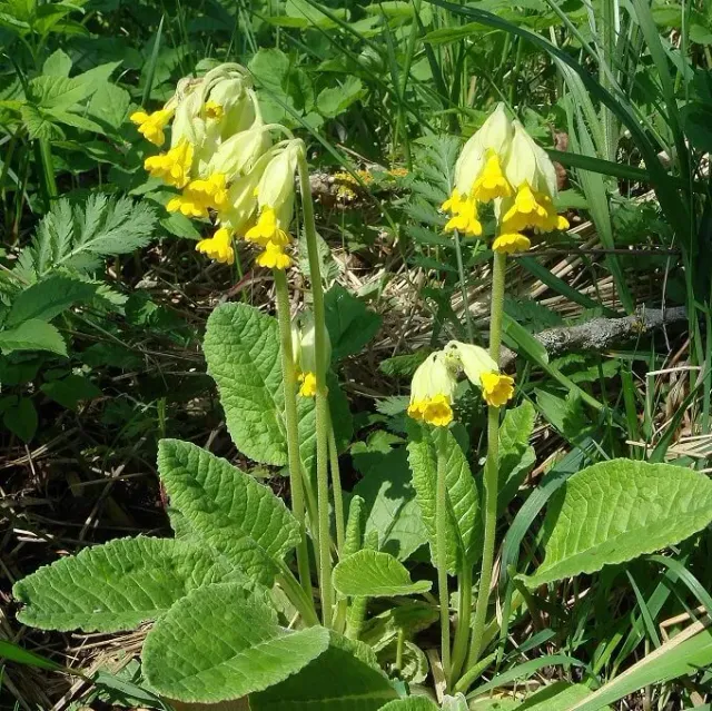 MediGran Primula veris gulden sleutelbloem zaden onbespoten