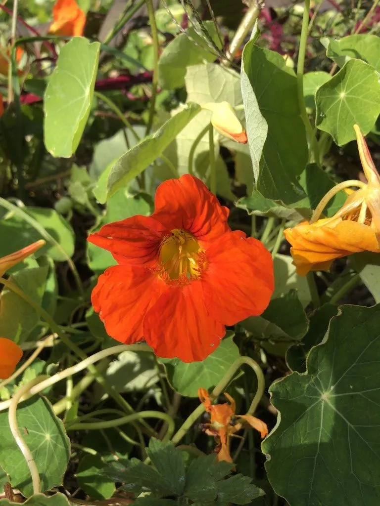 Vitale Rassen Oost-Indische kers mix zaden onbespoten
