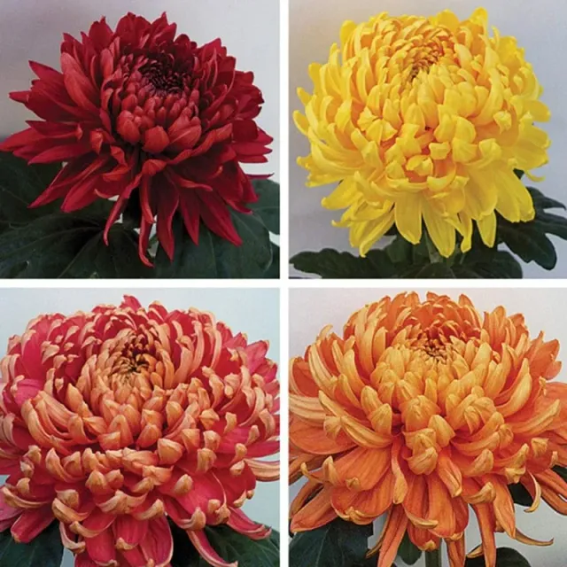World Botanics Woolmans Chrysanthemum Hogmanay jonge planten collectie