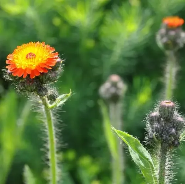 MediGran Pilosella aurantiaca Havikskruid zaden oranje