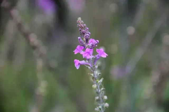Vitale Rassen Vlasleeuwenbek bloemzaden laag
