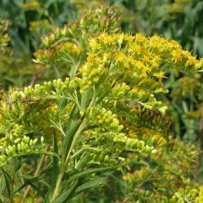 MediGran Solidago canadensis zaden Canadese guldenroede laat