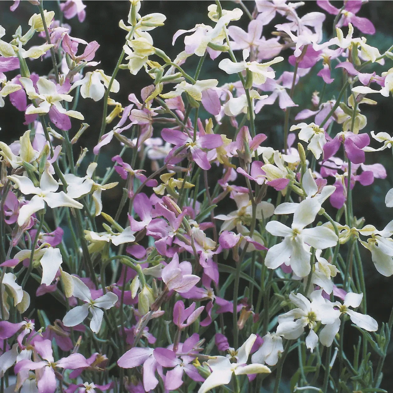 World Botanics Night Scented Stock bloemzaden avondgeur