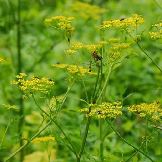 MediGran Pastinaca sativa zaden gewone pastinaak onbespoten