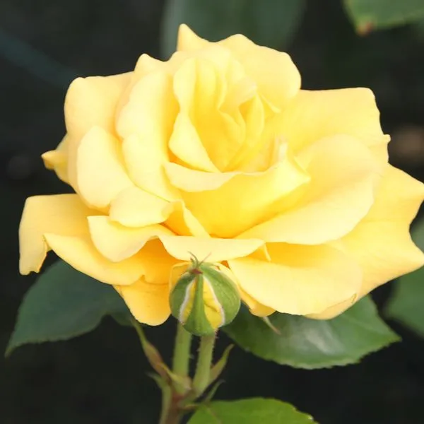 World Botanics Rose Trio floribunda rozenplanten 3 stuks