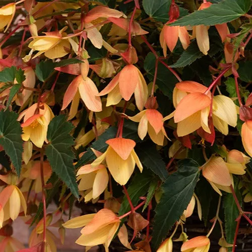World Botanics Starshine Calypso begonia planten 5 stuks hangmand