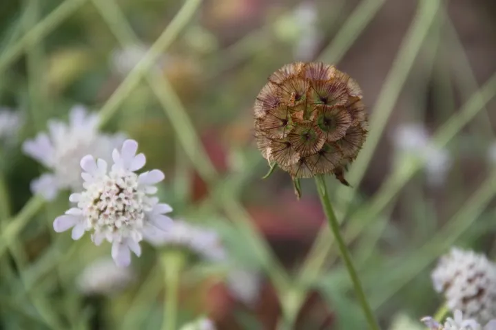 Vitale Rassen Zadenbox Droogbloemen bloemzaden set onbespoten