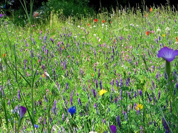 MediGran VL-20 vlinderbloemenmengsel eenjarig