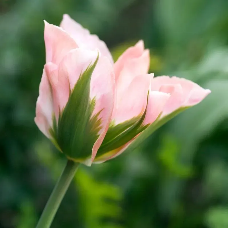 World Botanics Tulip China Town tulpenbollen 15 stuks roze