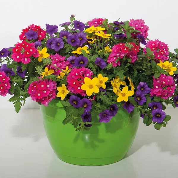 World Botanics Trixi Crazy Cocktail planten 5 stuks mix
