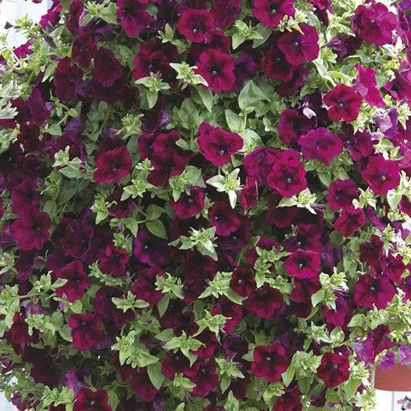 World Botanics Petunia Surfinia jonge planten 5 stuks hangend