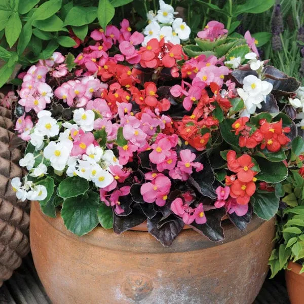 World Botanics Devil's Delight Mixed F1 begonia 15 tuinplanten