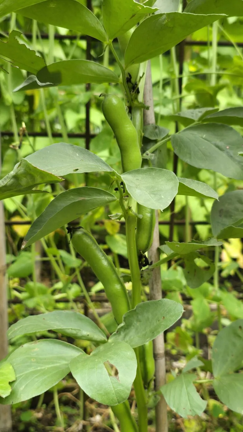 De Tuinen van MergenMetz Oldambtster Wierdeboon tuinbonen zeldzaam