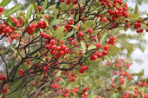 De Tuinen van MergenMetz Aronia Brilliant rode appelbes struik zuur
