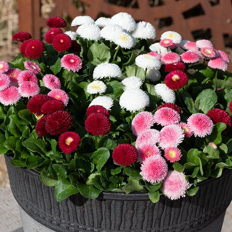 World Botanics Bellis Bellisima Mixed tuinplanten 15 stuks gemengd