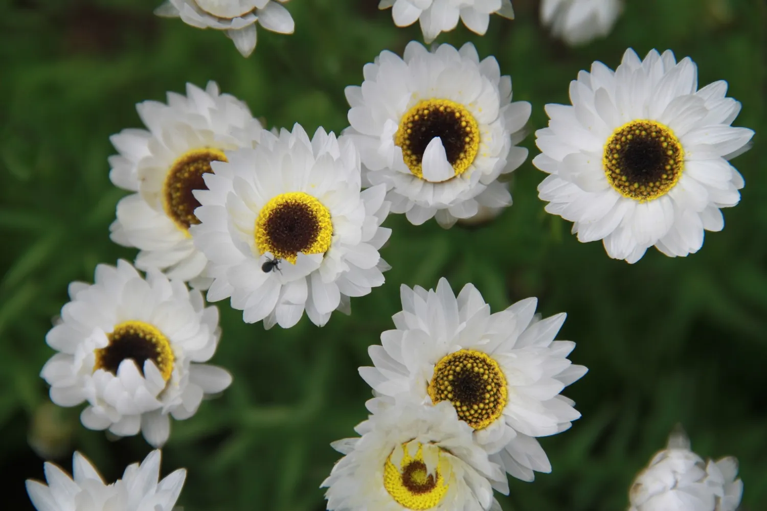 Vitale Rassen Bloemenmix voor Bloembakken bloemzaden zonnig