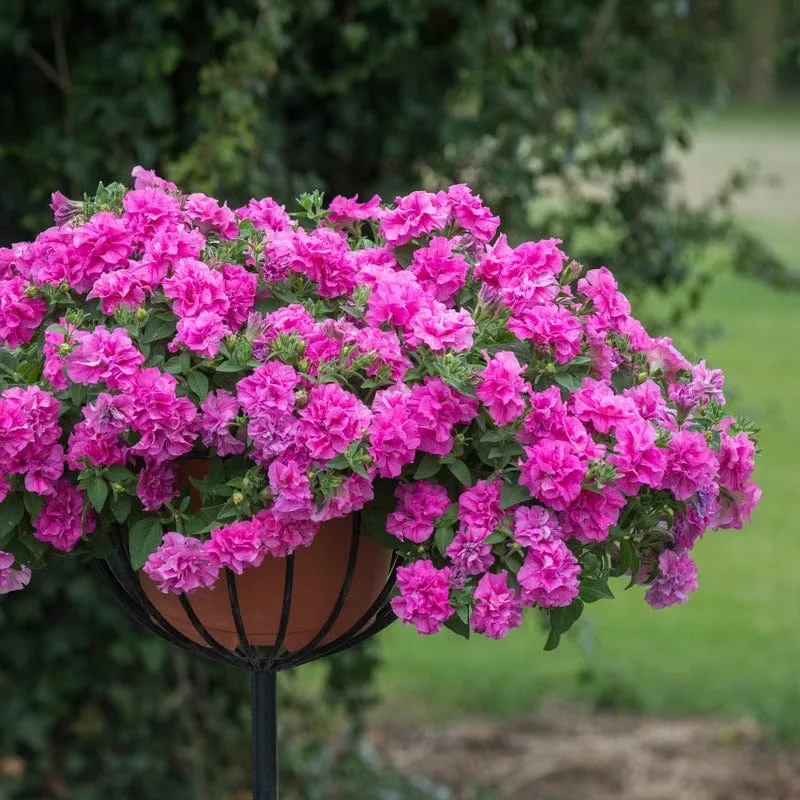 World Botanics Tumbelina Candy Floss petunia planten roze
