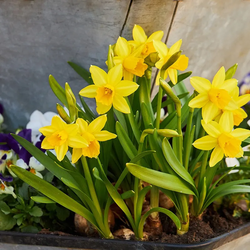 World Botanics Tête à Tête narcis bloembollen 15 stuks geel