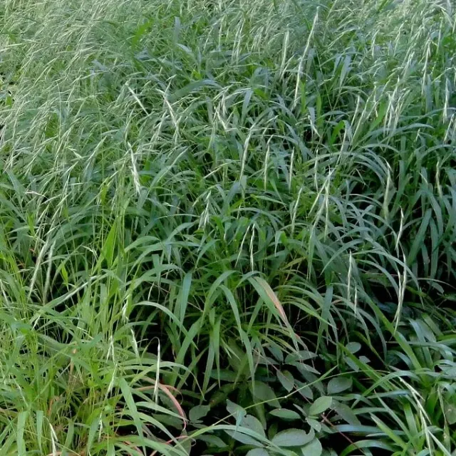 MediGran Brachypodium sylvaticum zaden boskortsteel