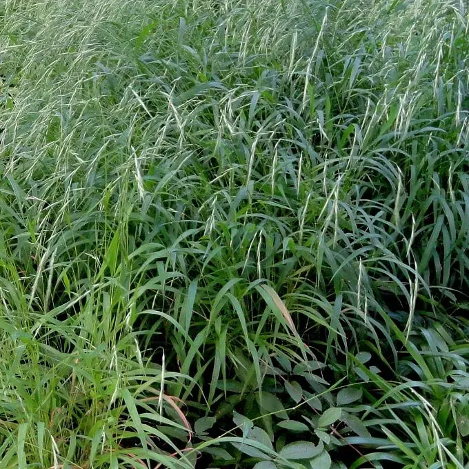 MediGran Brachypodium sylvaticum zaden boskortsteel