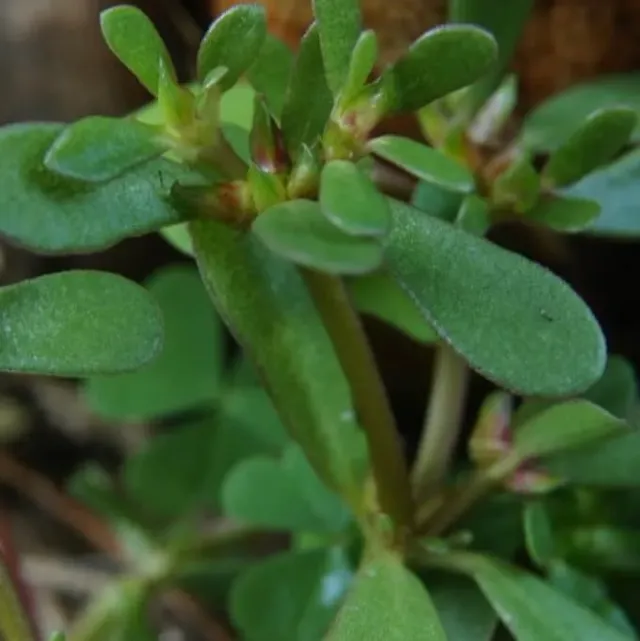 MediGran Portulaca oleracea sativa Groene postelein zaden eetbaar