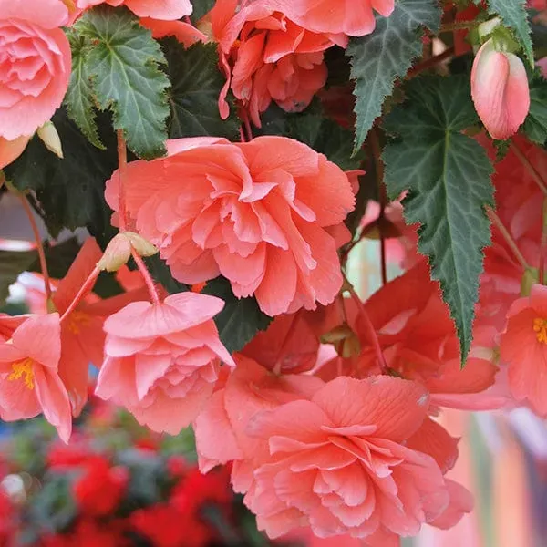 World Botanics Illumination Salmon Pink F1 hangbegonia 15 tuin-klaar