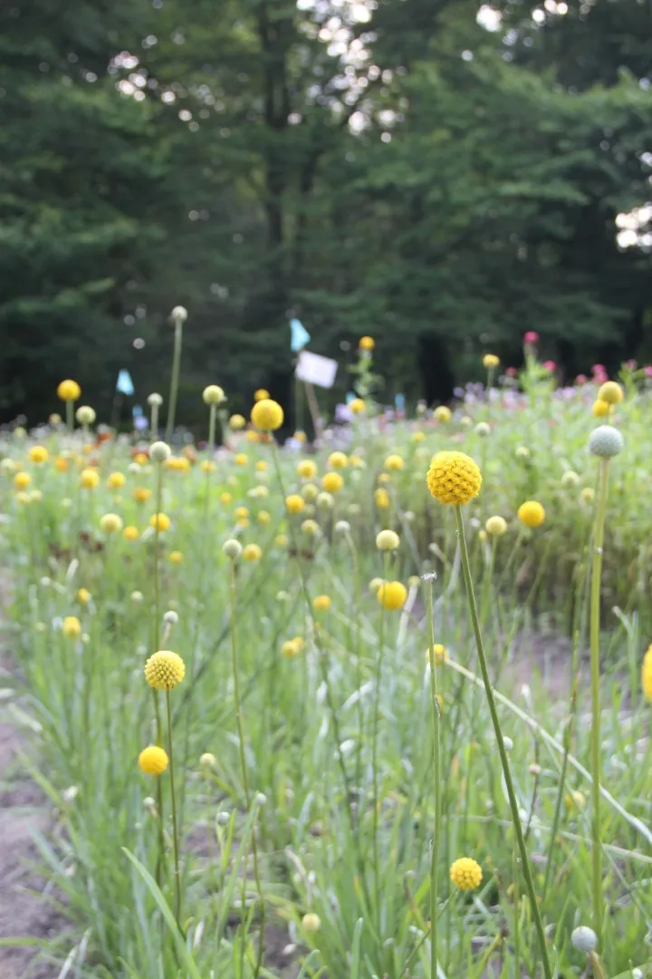 Vitale Rassen Trommelstokje bloemzaden onbespoten droogbloem