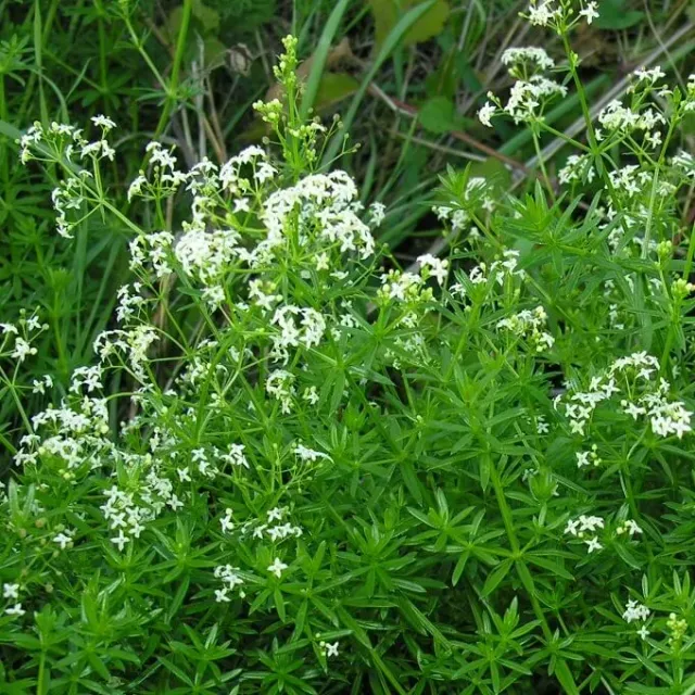 MediGran Glad Walstro Galium Mollugo zaden onbespoten