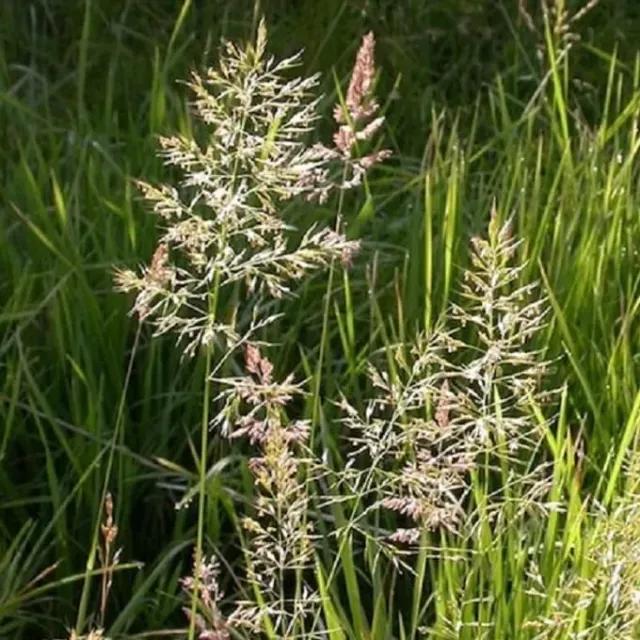MediGran Trisetum flavescens goudhaver zaden gras