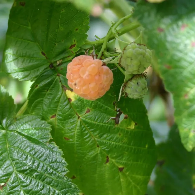 De Tuinen van MergenMetz Framboos Geel frambozenplant zoet