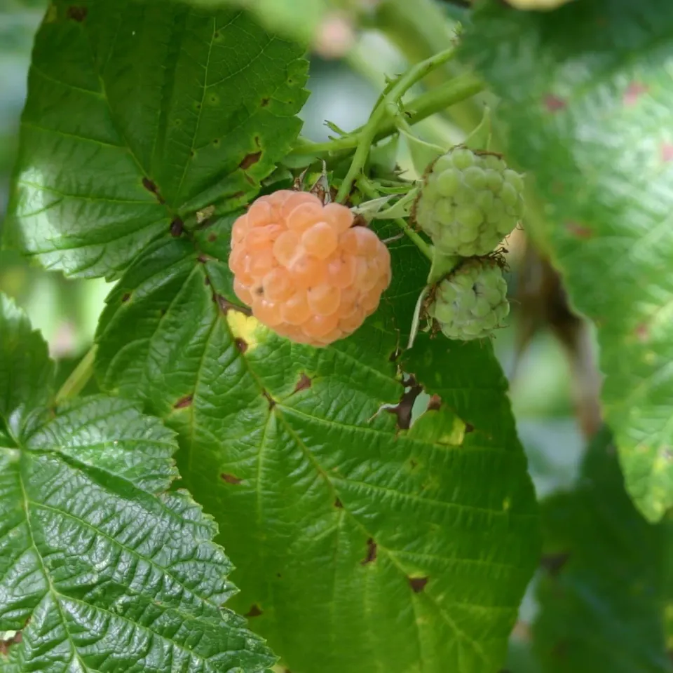De Tuinen van MergenMetz Framboos Geel frambozenplant zoet