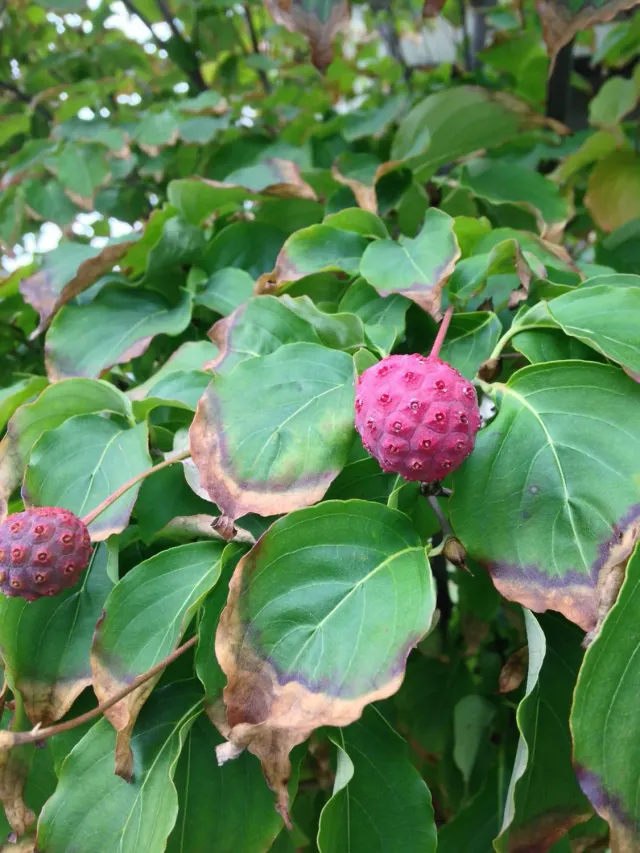 De Tuinen van MergenMetz Schmetterling kornoelje plant 1 meter
