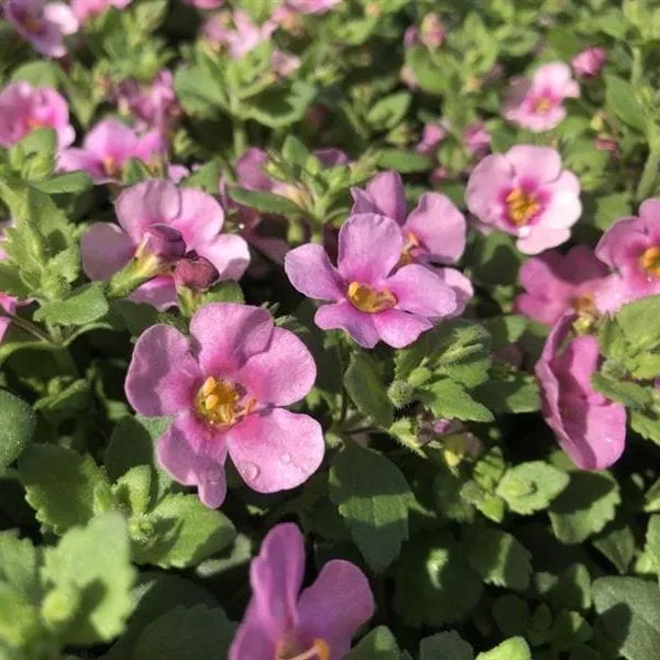 World Botanics Bacopa Pink bloemenplanten 15 jonge planten hangend