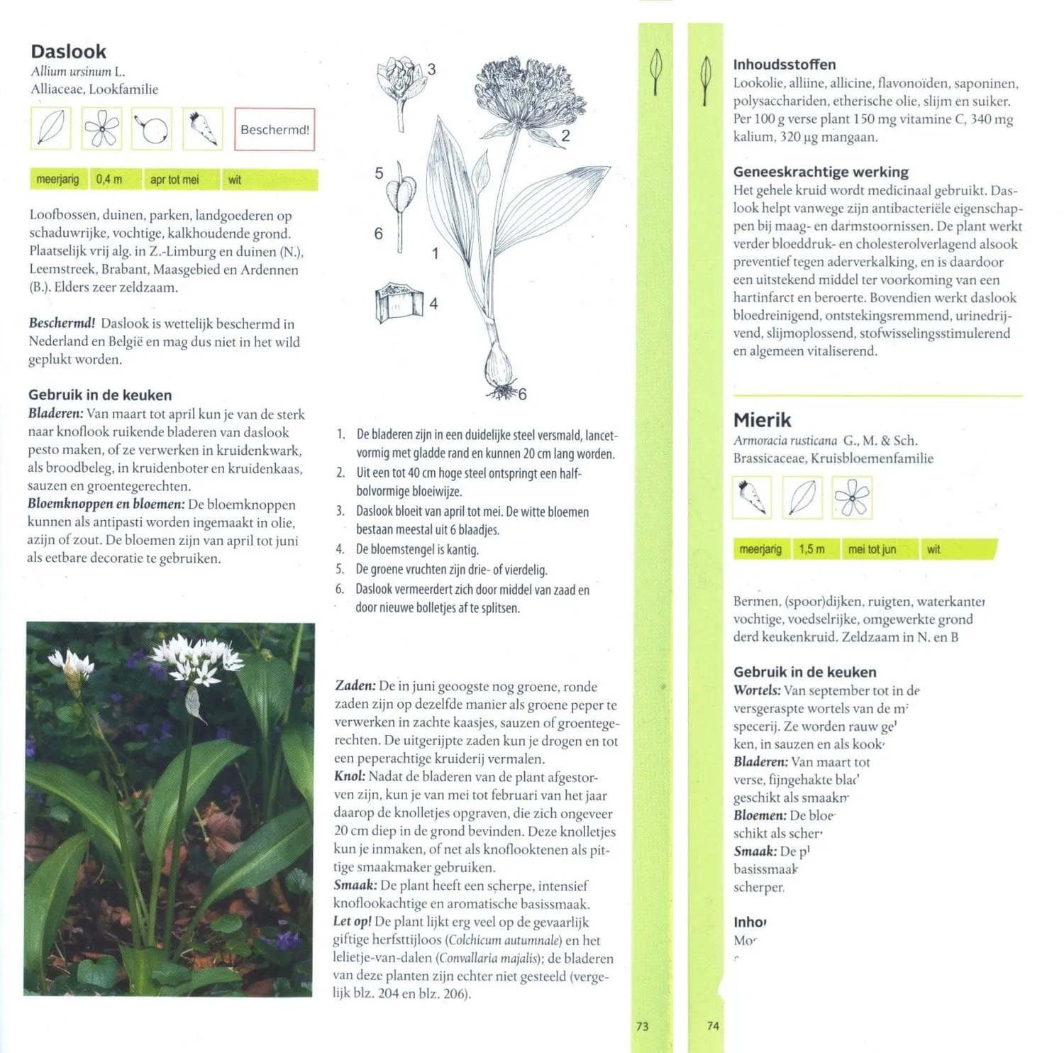 De Tuinen van MergenMetz Eetbare Wilde Planten boek wildplukken