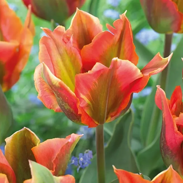 World Botanics Artist tulpenbollen 15 stuks groen gevlamd