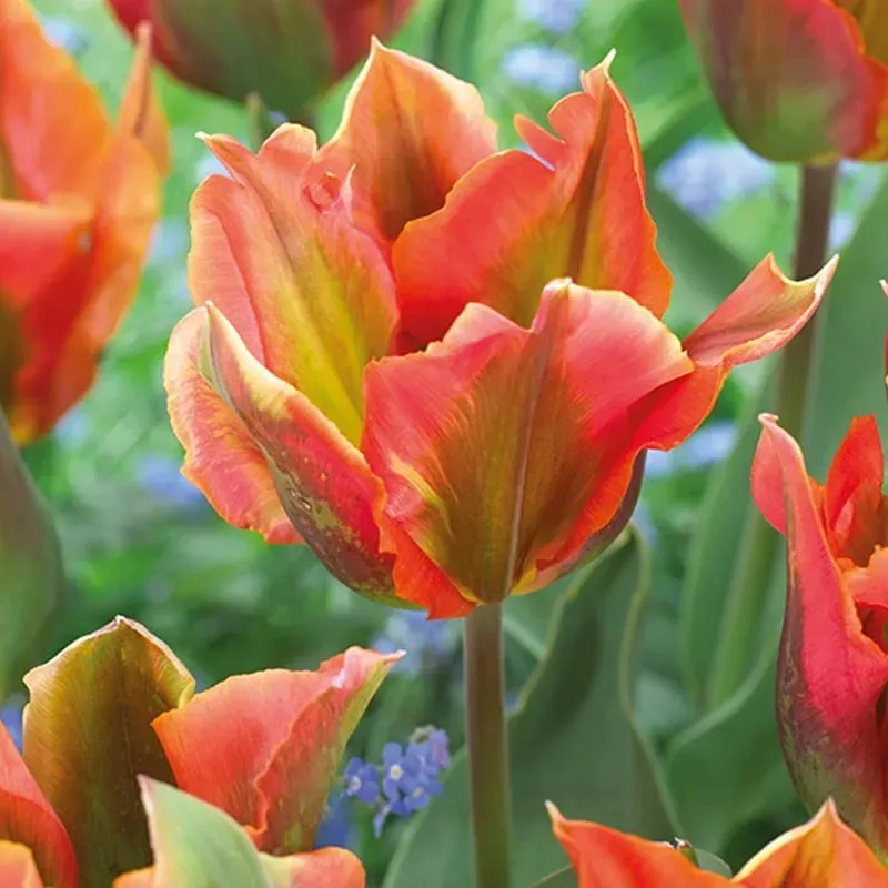 World Botanics Artist tulpenbollen 15 stuks groen gevlamd