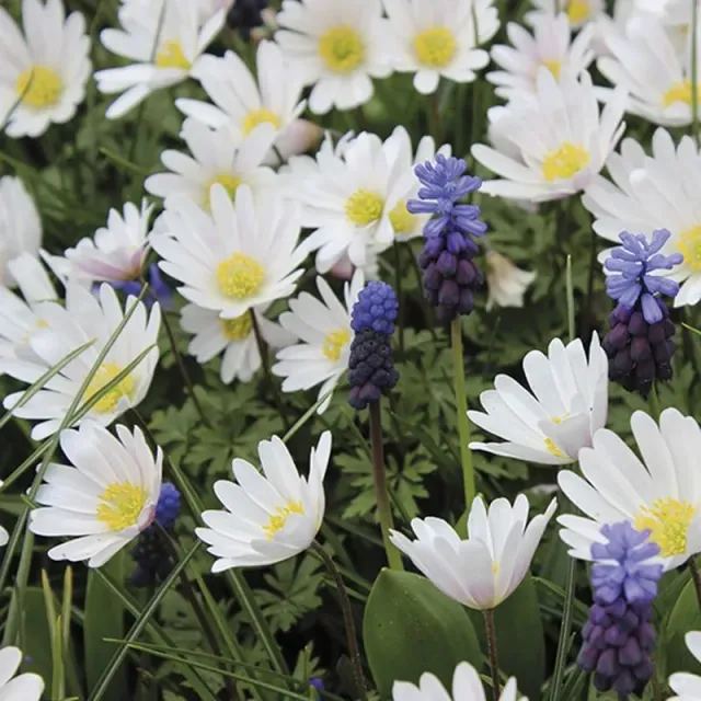 World Botanics Anemone White Splendour bloembollen 20 stuks