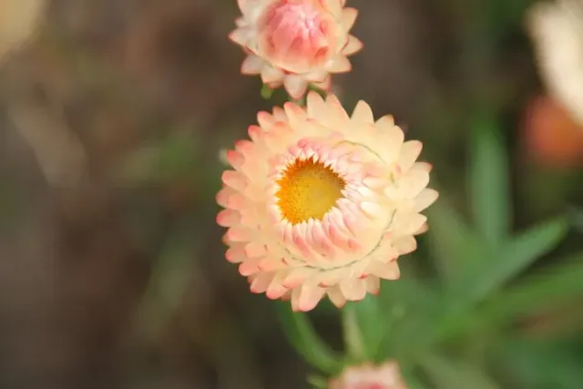 Vitale Rassen Apricot Peach strobloem zaden droogbloem