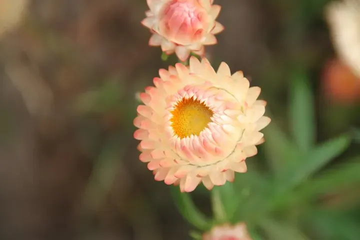 Vitale Rassen Apricot Peach strobloem zaden droogbloem