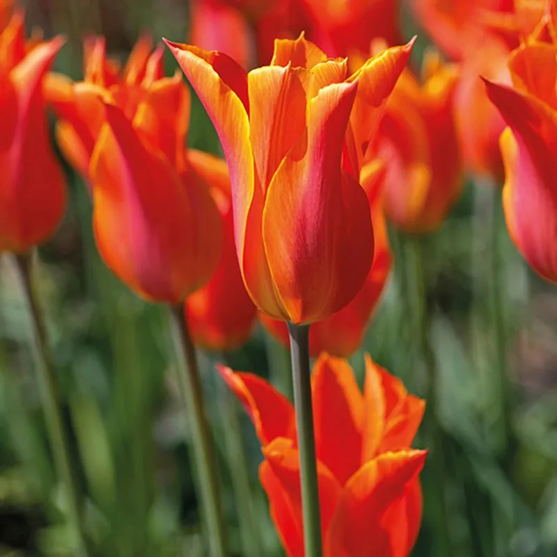 World Botanics Lily Flowered tulpenbollen 45 stuks mix