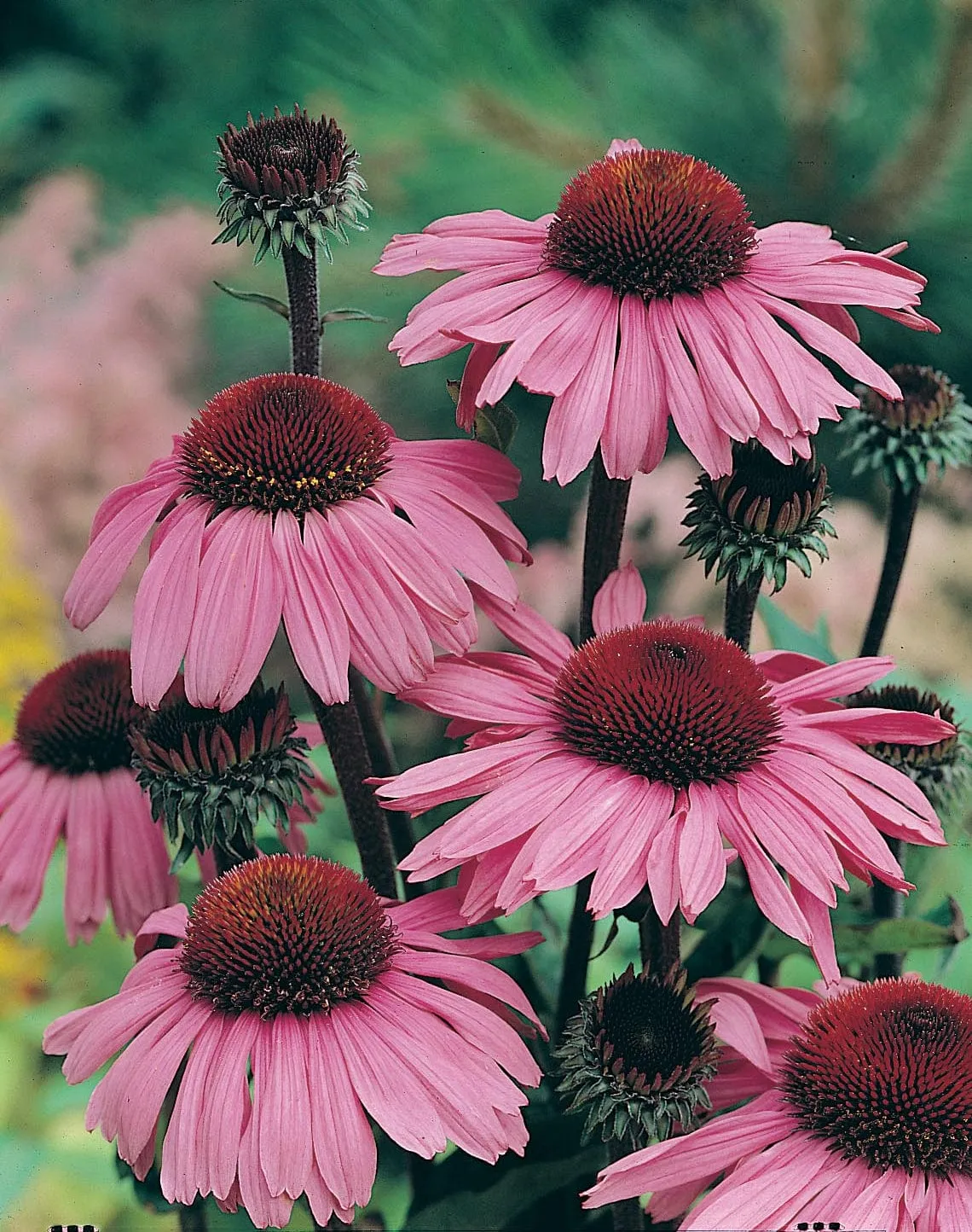 World Botanics Echinacea Bravado bloemzaden roze zon