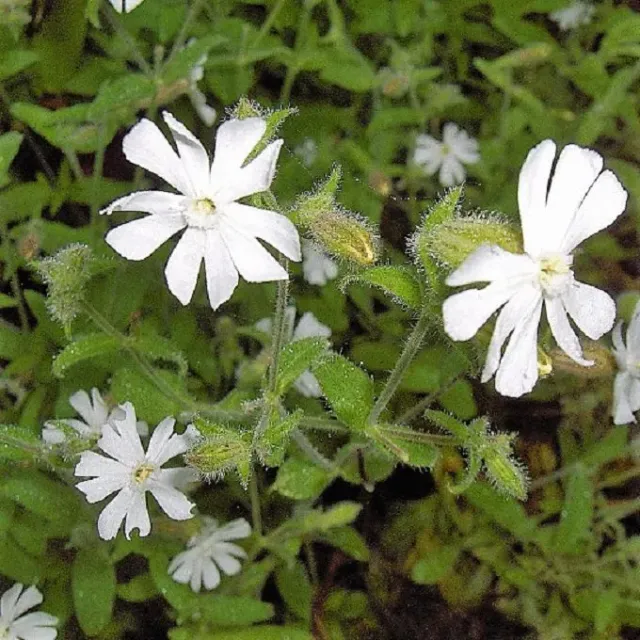 MediGran Silene noctiflora nachtkoekoeksbloem zaden biologisch