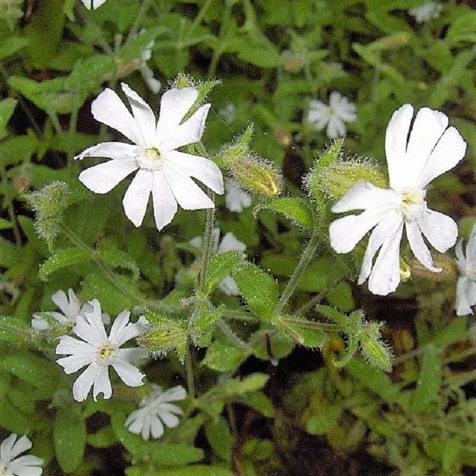 MediGran Silene noctiflora nachtkoekoeksbloem zaden biologisch