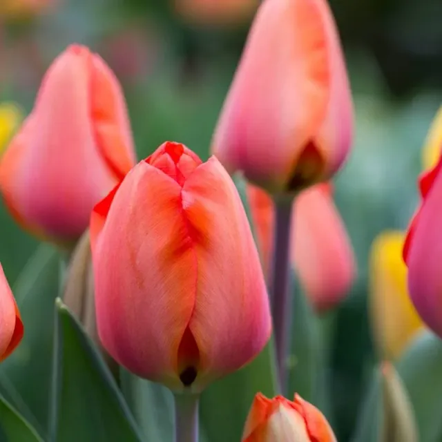World Botanics Apricot Impression tulp tulpenbollen 15 stuks roze